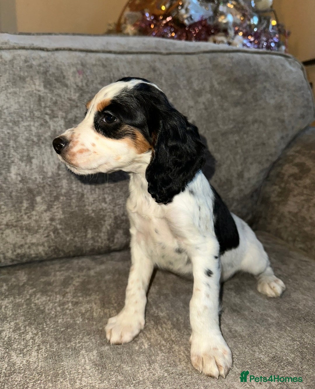 Sprocker dogs for sale: Beautiful sprocker puppies - Advert 3