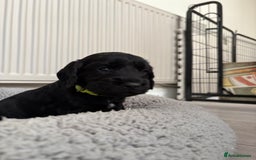 Cocker Spaniel dogs for sale: Cocker spainel puppies  - Image 3