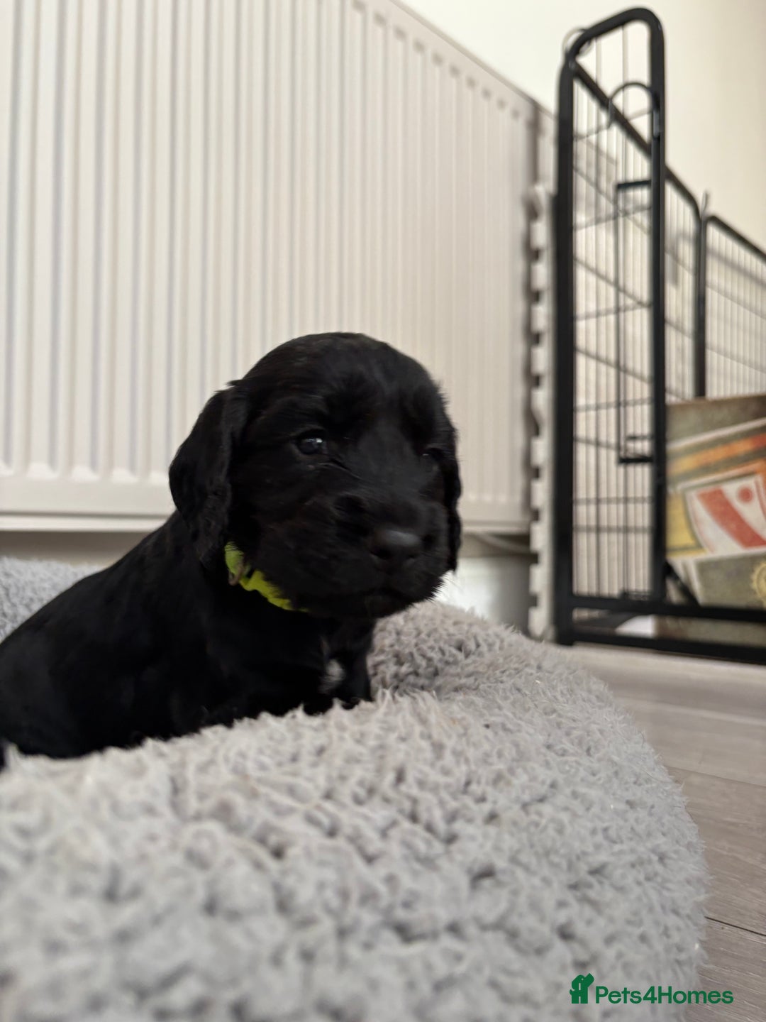 Cocker Spaniel dogs for sale: Cocker spainel puppies  - Image 3