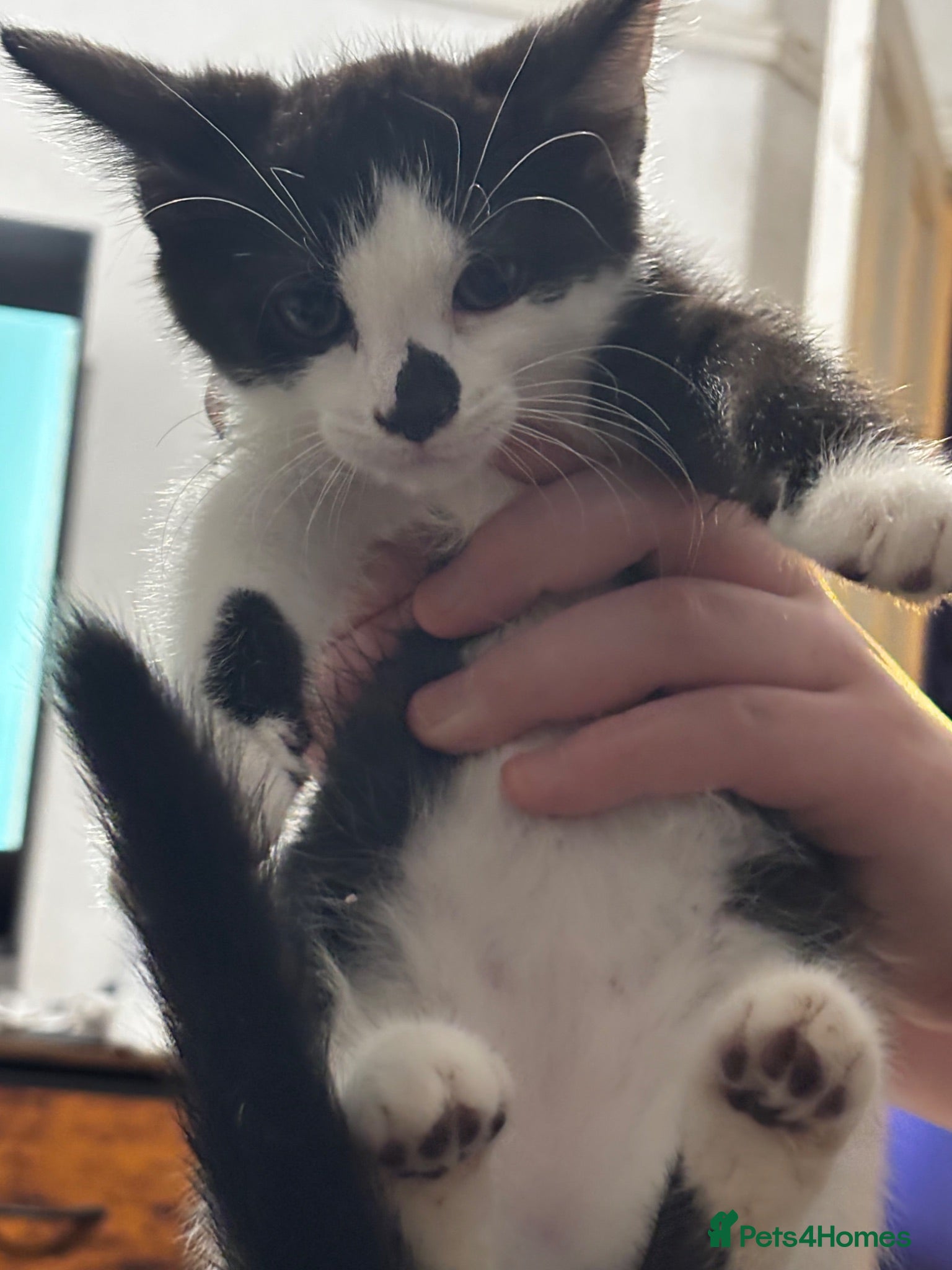 Mixed Breed cats 2 kittens for sale - Advert 16