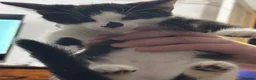 Mixed Breed cats for sale: 2 kittens for sale in Plymouth - Advert 1