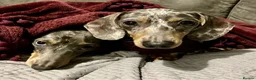 Miniature Dachshund dogs for stud: Harry’s Lad , True miniature    - Advert 6