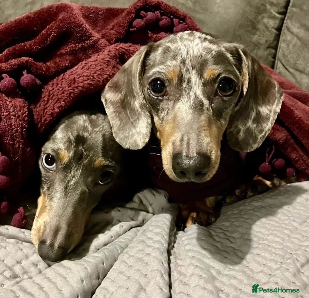 Miniature Dachshund dogs for stud: Harry’s Lad , True miniature    - Advert 6