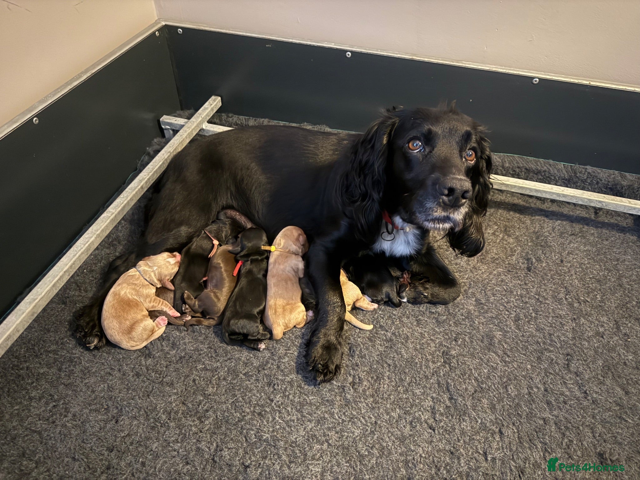 Cocker Spaniel dogs Working cocker spaniels  - Advert 1