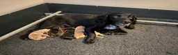 Cocker Spaniel dogs for sale: Working cocker spaniels  - Advert 1