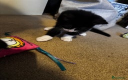 Domestic Shorthair cats for sale: 3 lovely black and white kittens - Image 19