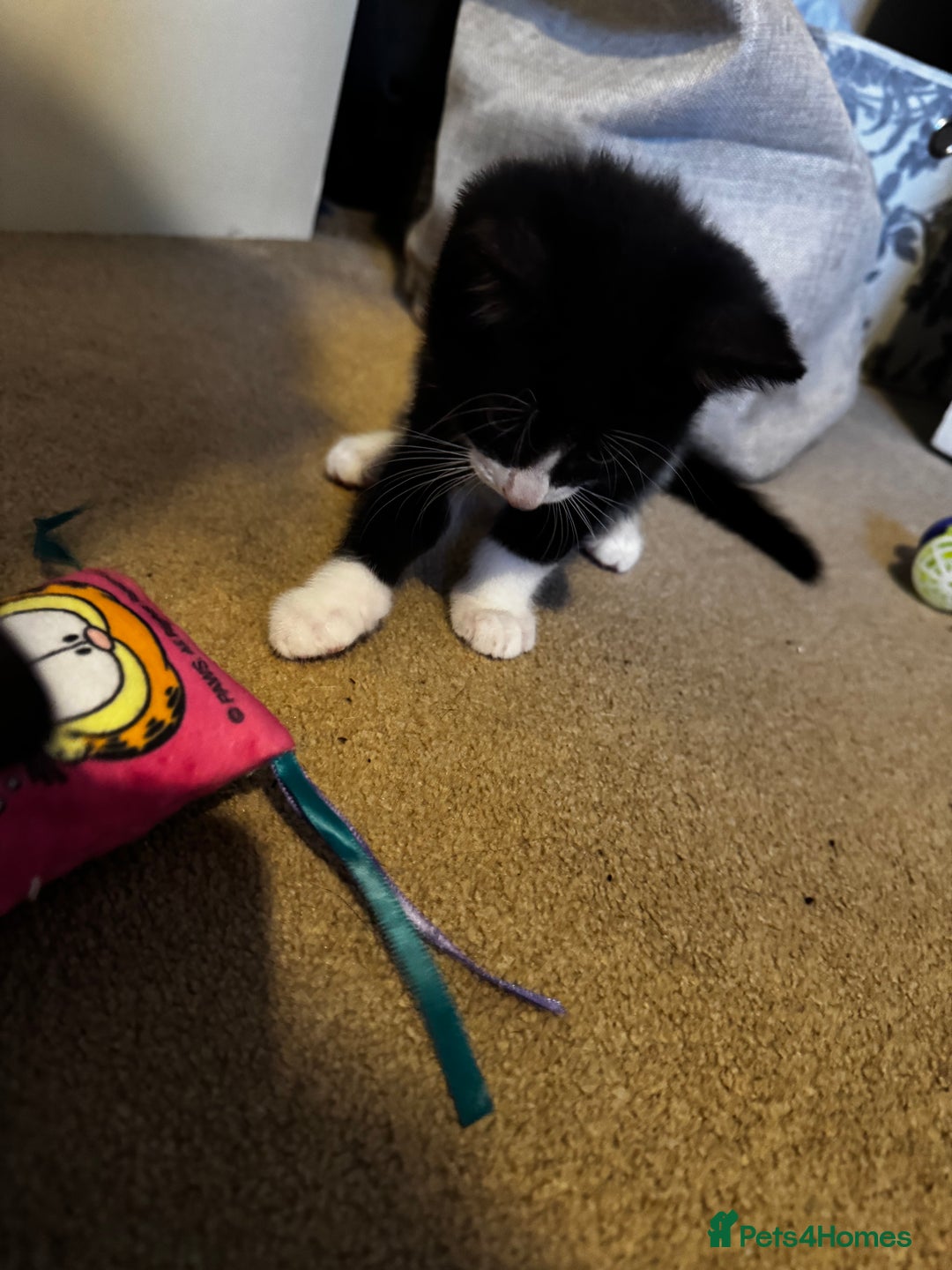 Domestic Shorthair cats for sale: 3 lovely black and white kittens - Image 19