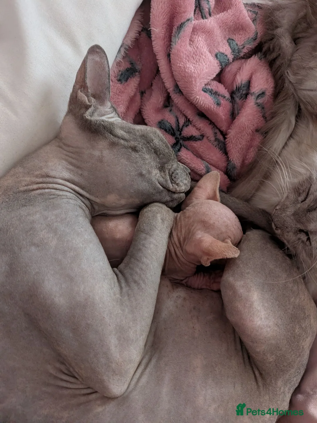 Sphynx cats for sale: 2 sphinx Babies  - Advert 2