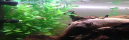 Platies fish for sale: Guppies - Advert 2
