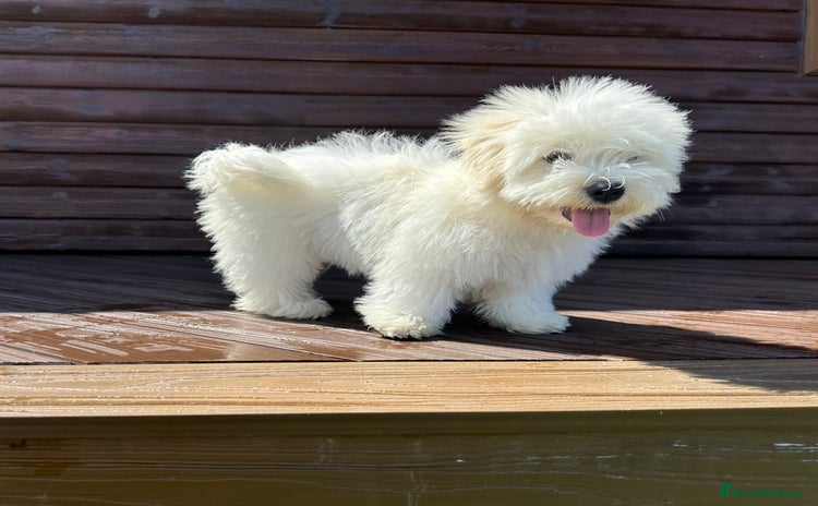 Coton De Tulear dogs in Stafford - Advert 1