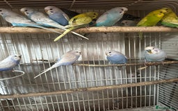 Budgerigars birds for sale: Budgies for sale - Image 1