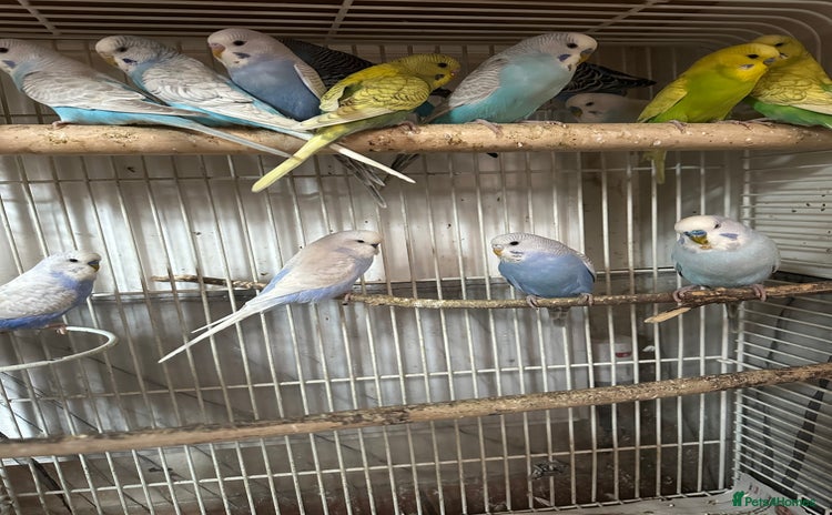 Budgerigars birds - Advert 14