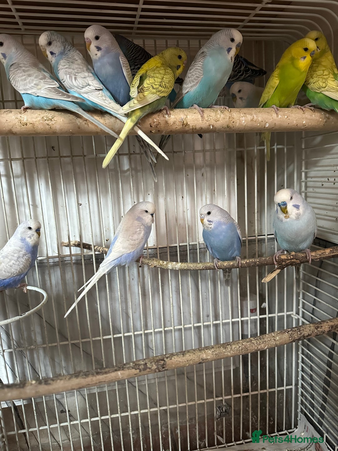 Budgerigars birds for sale: Budgies for sale - Image 1