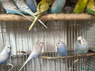 Budgerigars birds - Advert 11