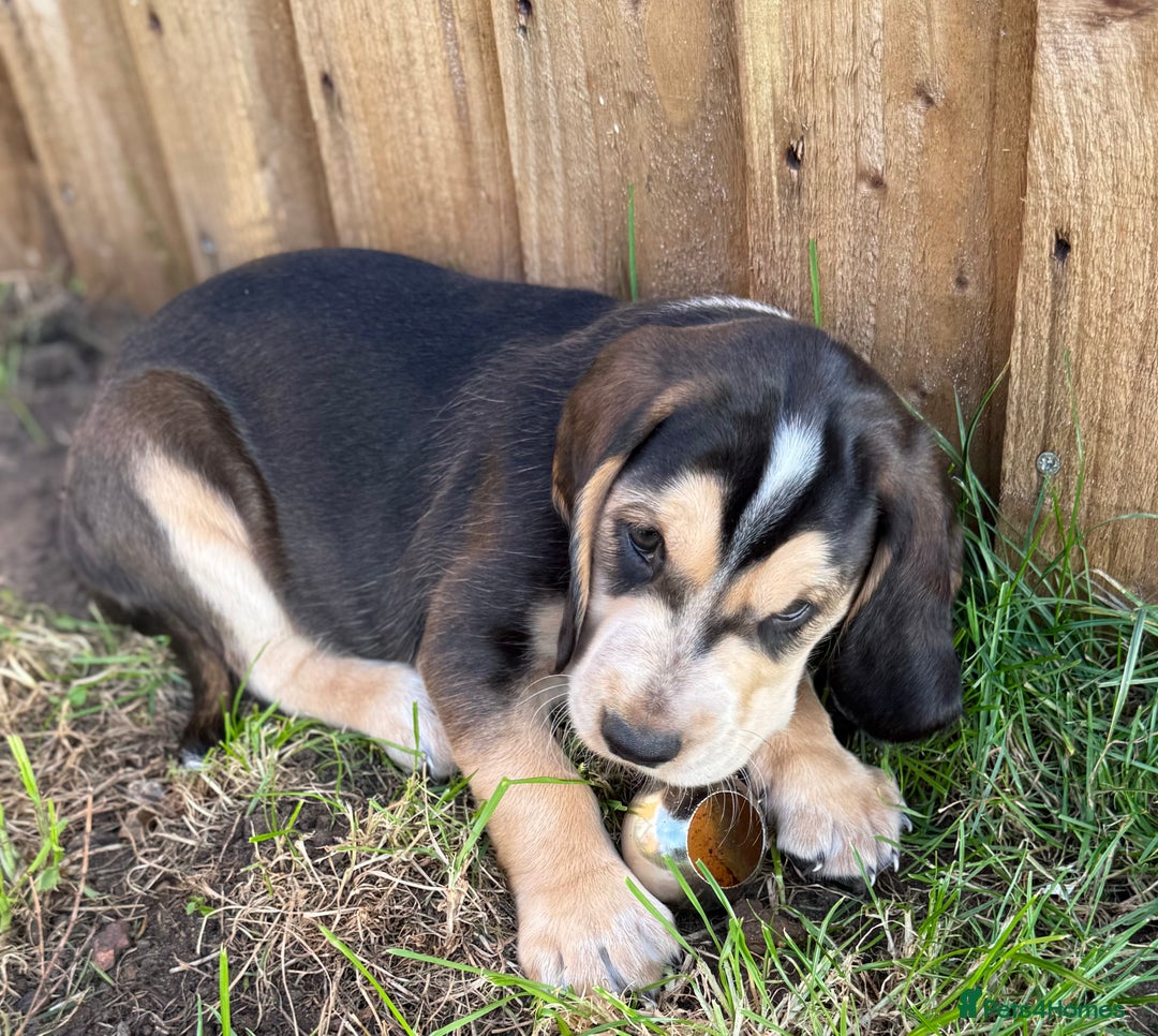 Cockerdor dogs for sale: Cockerdor puppies ready 10th October.  - Image 5