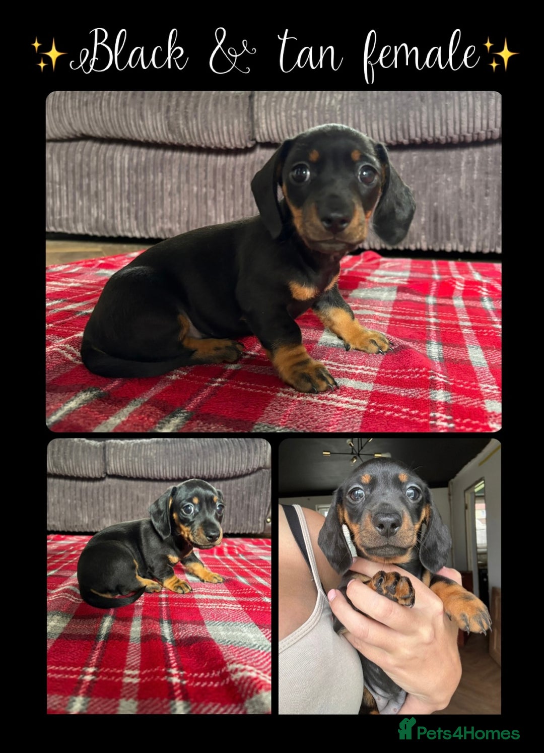 Miniature Dachshund dogs for sale: *REDUCED* 2 stunning female pups left - Image 2