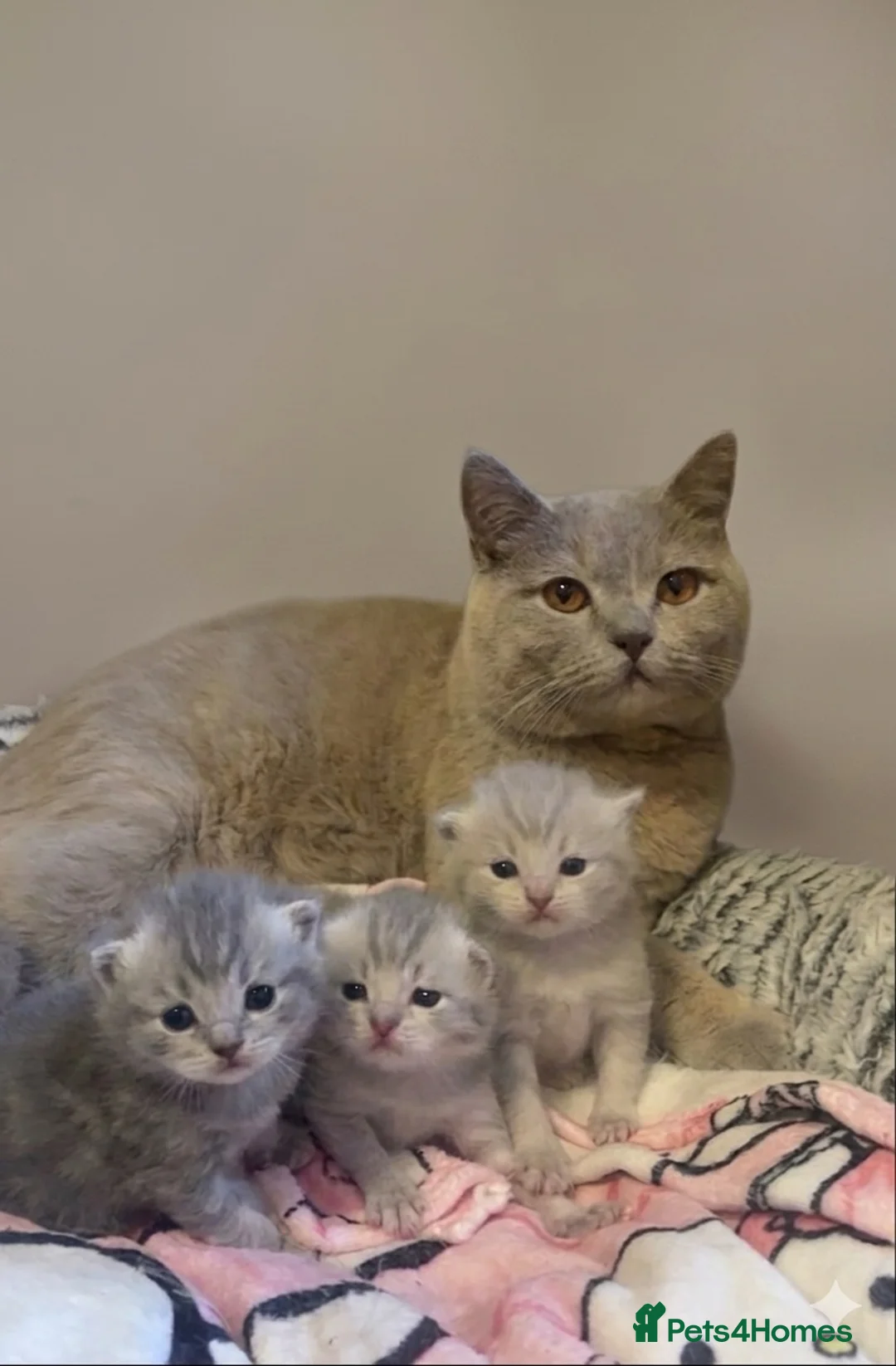 British Shorthair cats for sale: British shorthair kittens for sale - Advert 2