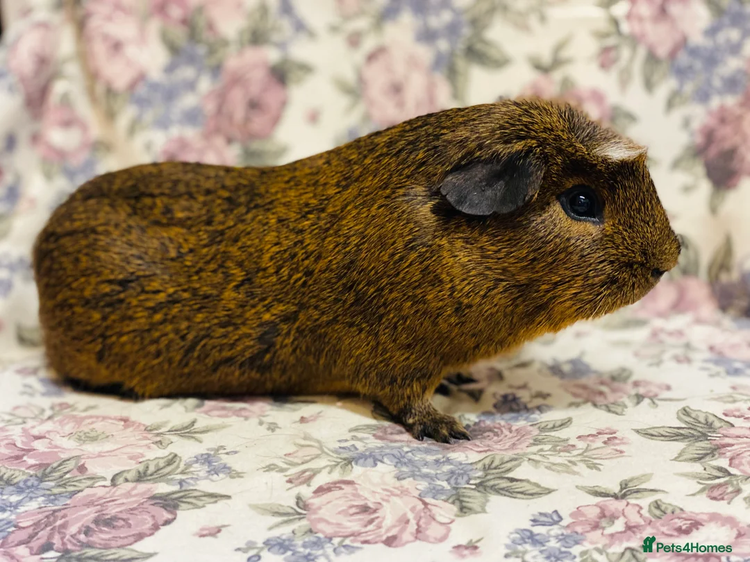 Guinea Pig rodents for sale: Pretty mix of male guineapig babies and youngsters - Advert 23