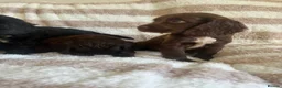 Cocker Spaniel dogs for sale: Beautiful Cocker spaniel pups  - Advert 13