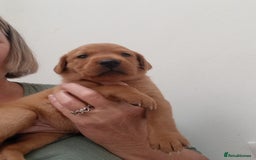 Labrador Retriever dogs for sale: KC Reg Fox red labrador litter of 6 dogs 4 bitches - Image 2
