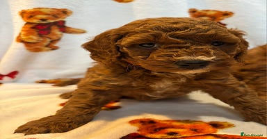 Cockapoo dogs Health Clear Cockapoos - Advert 7