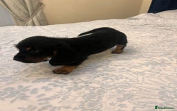 Mixed Breed dogs for sale: Bassett hound x - Image 2