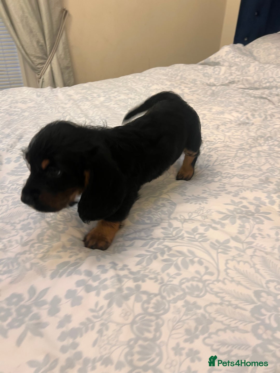 Mixed Breed dogs for sale: Bassett hound x - Image 2