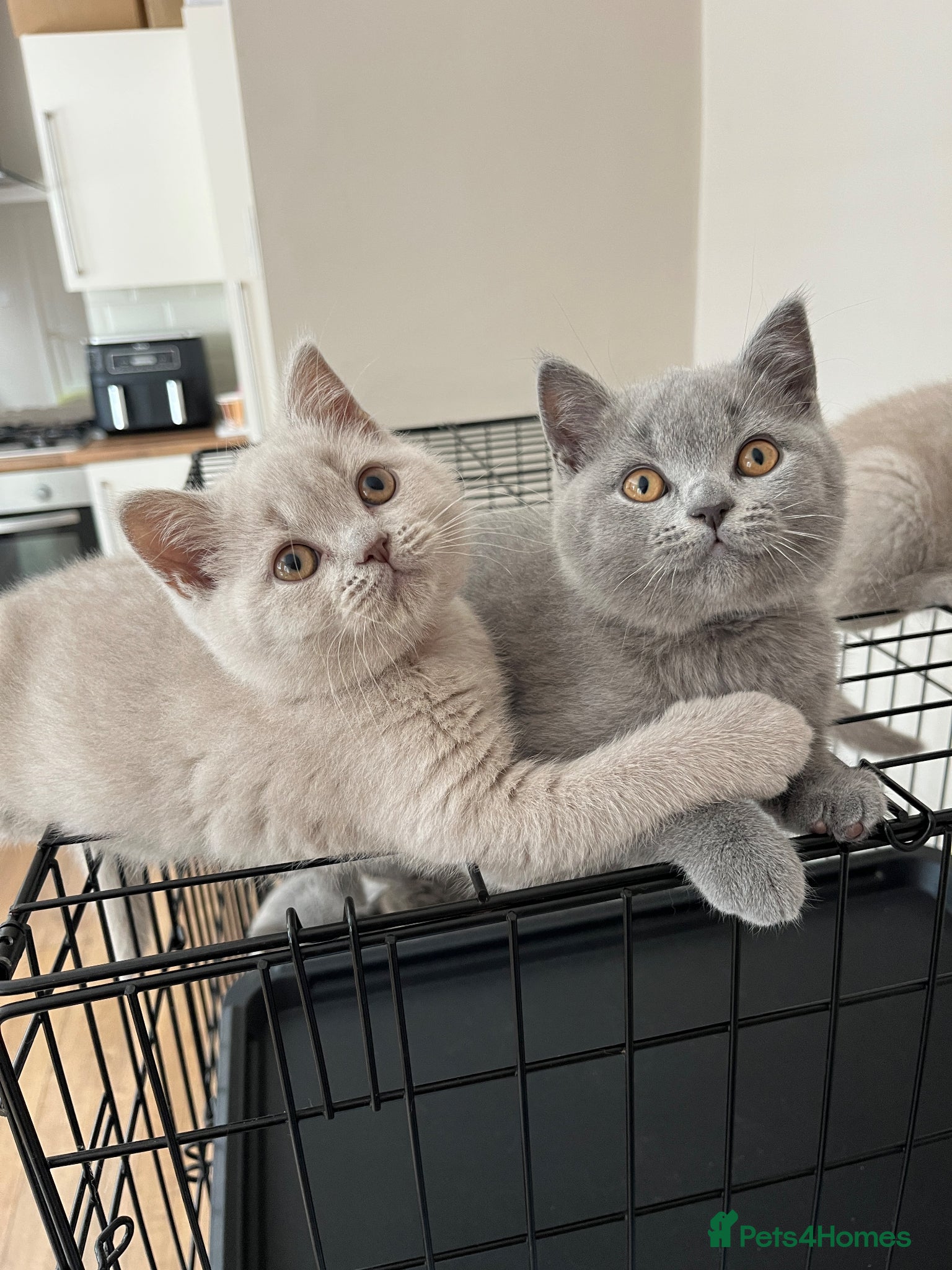 British Shorthair cats Lilac & Blue BSH’s GCCF available 11/06/26 🩵💜 - Advert 2