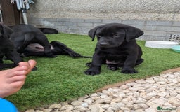 Labrador Retriever dogs for sale: Last black lab bitches available  - Image 9