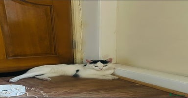 Mixed Breed cats - Advert 15