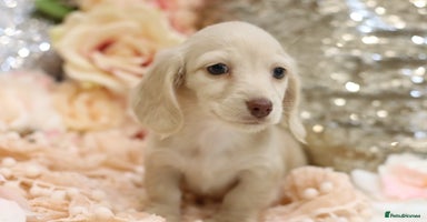 Miniature Dachshund dogs - Advert 2
