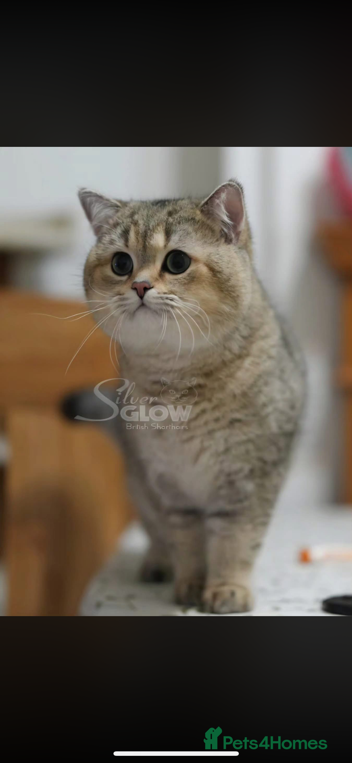 Sultan