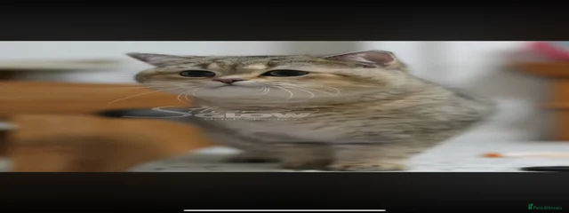 Sultan