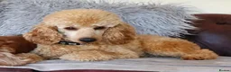 Cockapoo dogs for sale: Beautiful F1b sable cockapoos for sale  - Advert 2
