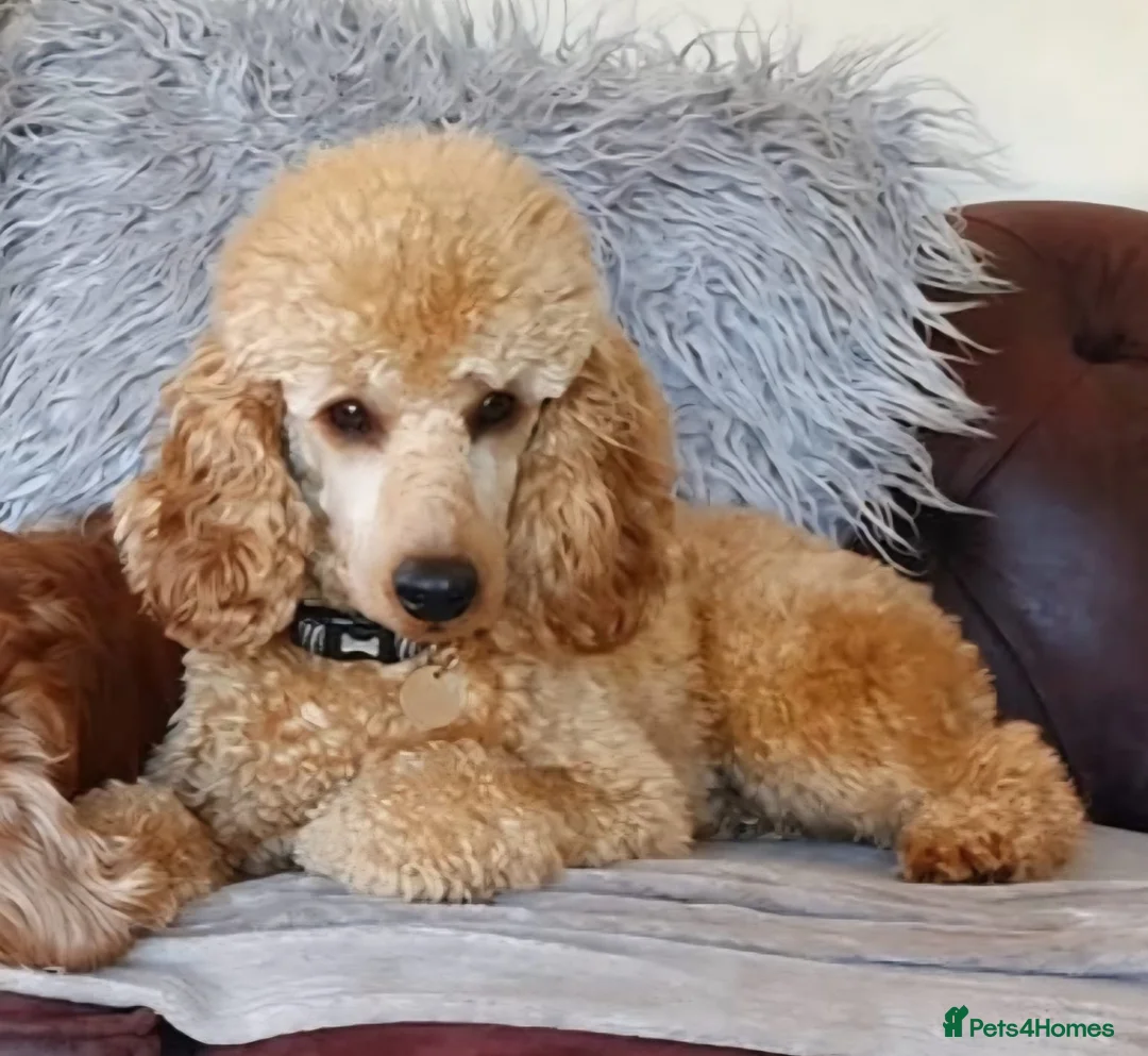 Cockapoo dogs for sale: Beautiful F1b sable cockapoos for sale  - Advert 2