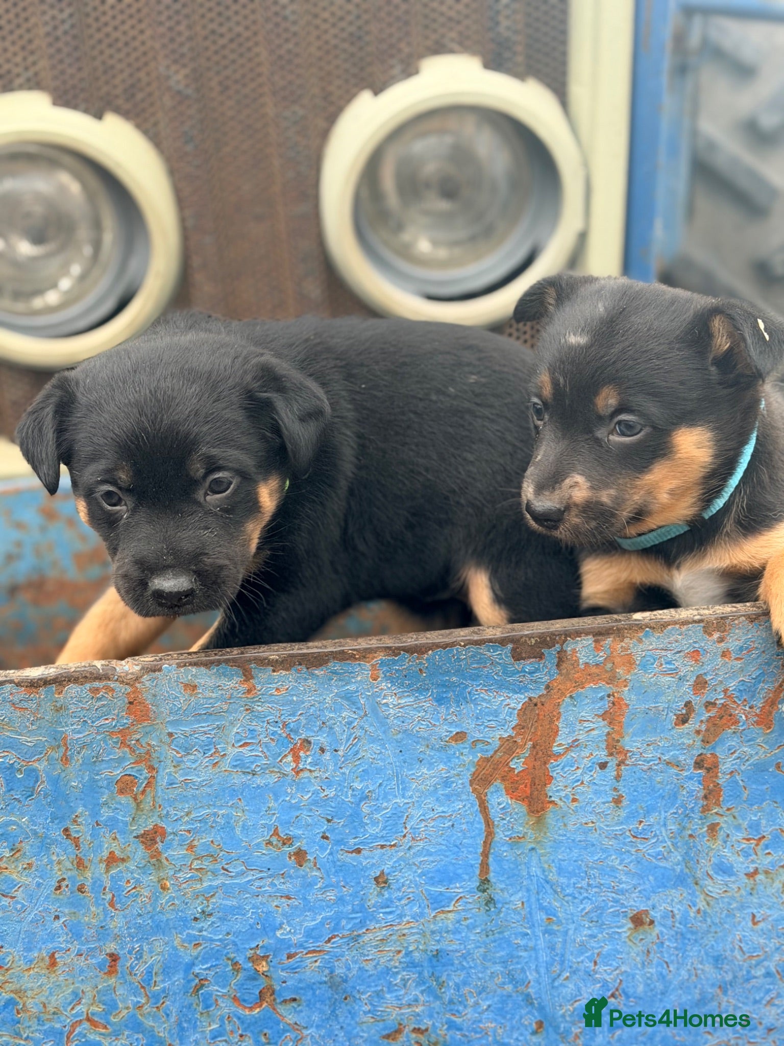 Mixed Breed dogs 4 x female kelpie/australian cattle dog cross  - Advert 1