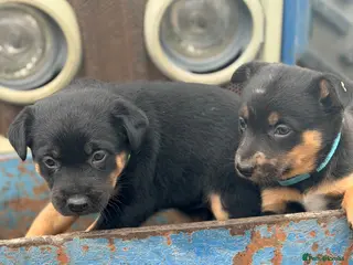 Mixed Breed dogs 4 x female kelpie/australian cattle dog cross - Advert 1