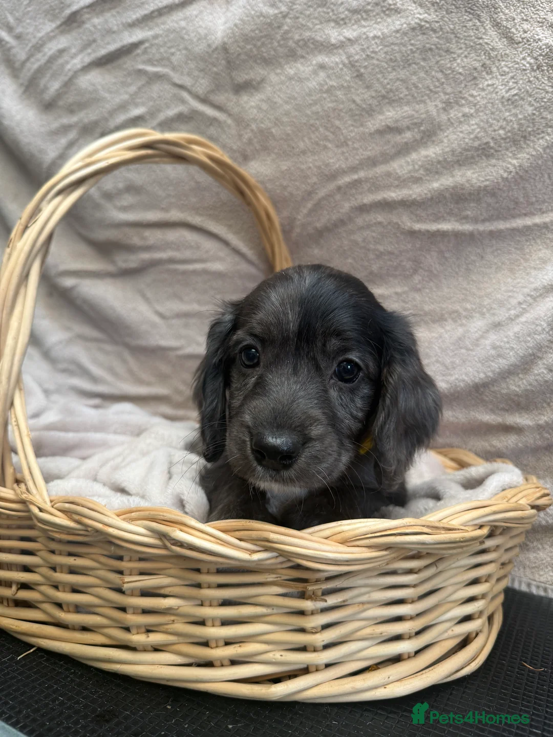 Sproodle dogs for sale: Gorgeous Merle Sproodle Puppies - Advert 2