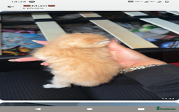 Domestic Shorthair cats for sale: 3 ginger kittens looking for homes  - Image 2