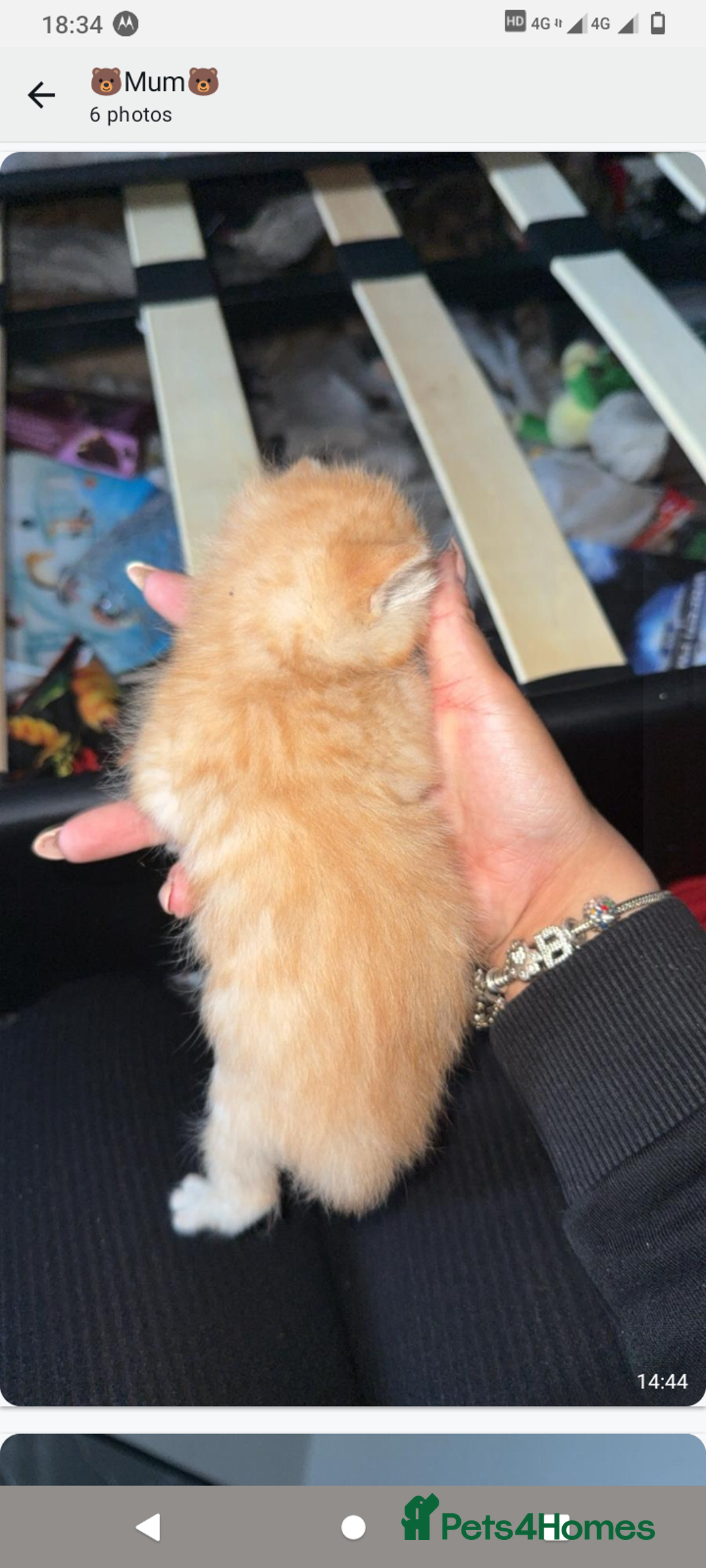 Domestic Shorthair cats for sale: 3 ginger kittens looking for homes  - Image 2