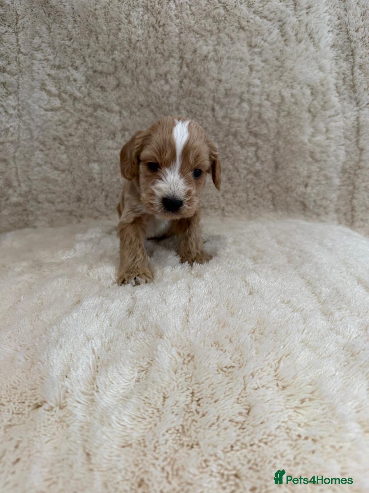 Cockapoo dogs for sale: 4 cockapoo puppies  - Advert 1