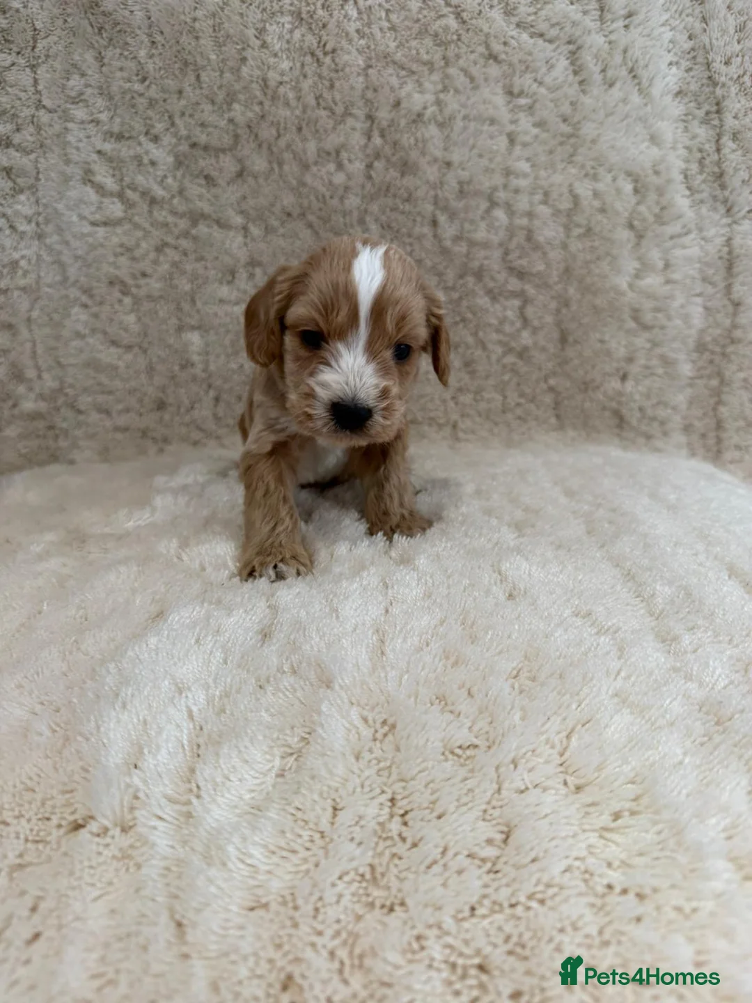 Cockapoo dogs for sale: 4 cockapoo puppies  - Advert 1