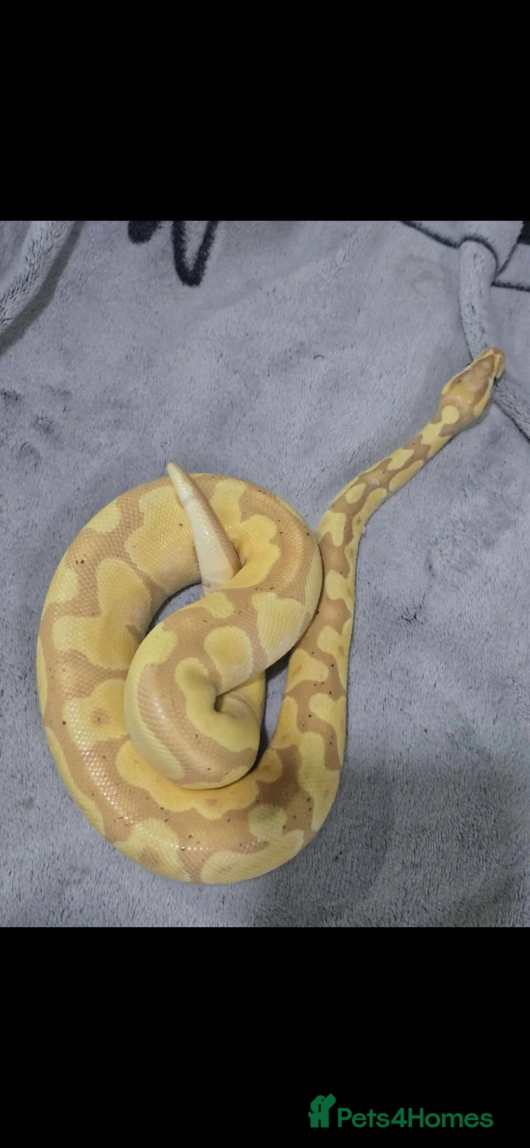 Python Snake reptiles for sale: 2 royal pythons up for sale  - Advert 1