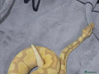 Python Snake reptiles 2 royal pythons up for sale - Advert 1