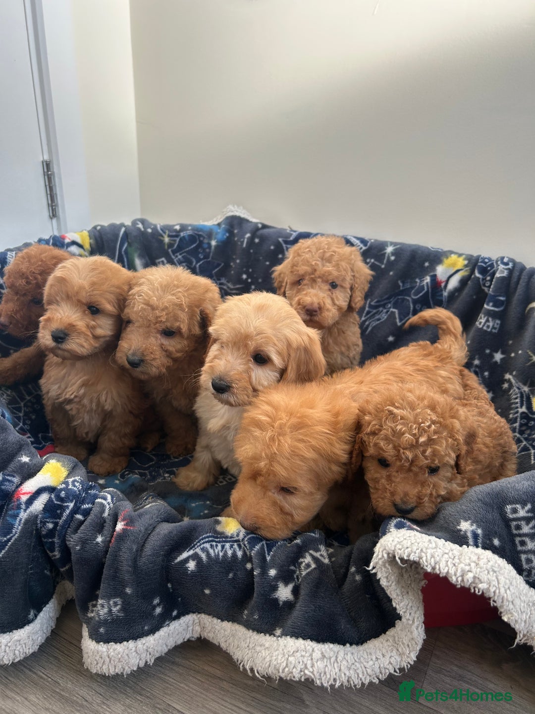 Cockapoo dogs for sale: 8 weeks old beautiful Cockapoo puppies  - Image 29