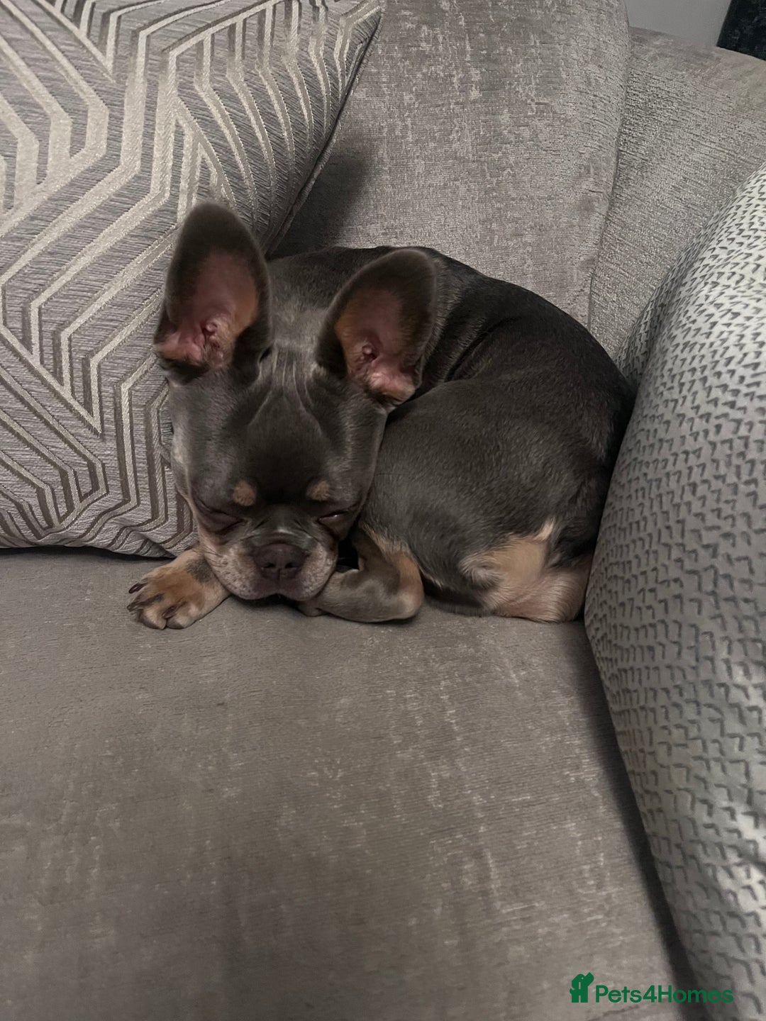 French Bulldog dogs for sale: Arlo, French bull dog - Advert 4