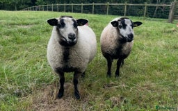 Sheep livestock for sale: Selection of ewe and ram lambs  - Image 6
