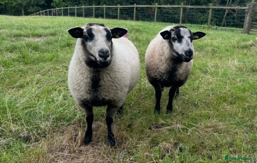 Sheep livestock for sale: Selection of ewe and ram lambs  - Image 6