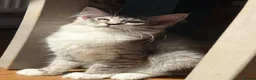 Maine Coon cats for sale: 💖Tica register kitted💖 - Advert 6