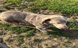 Labrador Retriever dogs for sale: Silver Labrador girl  - Image 6